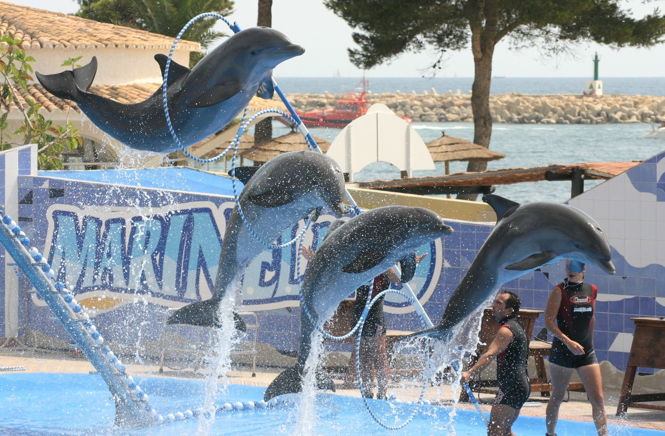 Gulfarium Dolphin show is a great thing to do for kids and adults