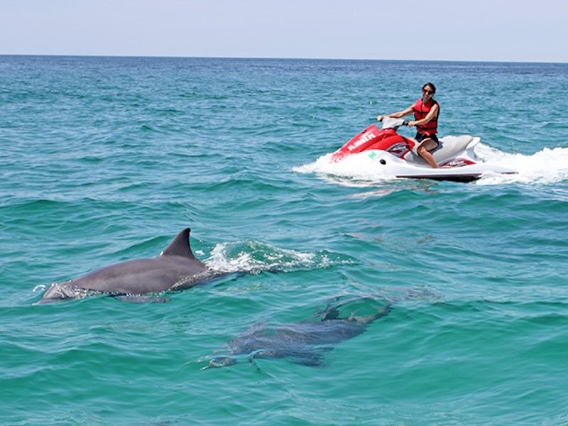 dolphin-cruise2.jpg